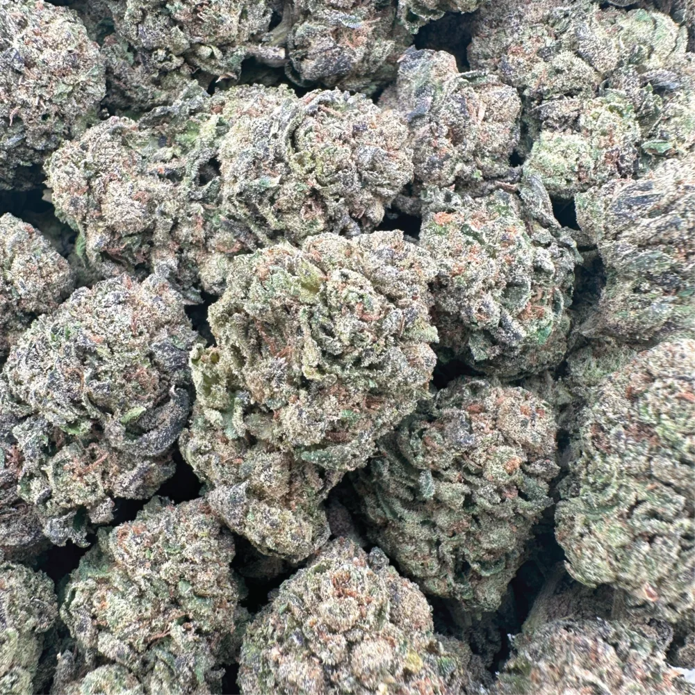 Midnight Crasher Dominant Hybrid