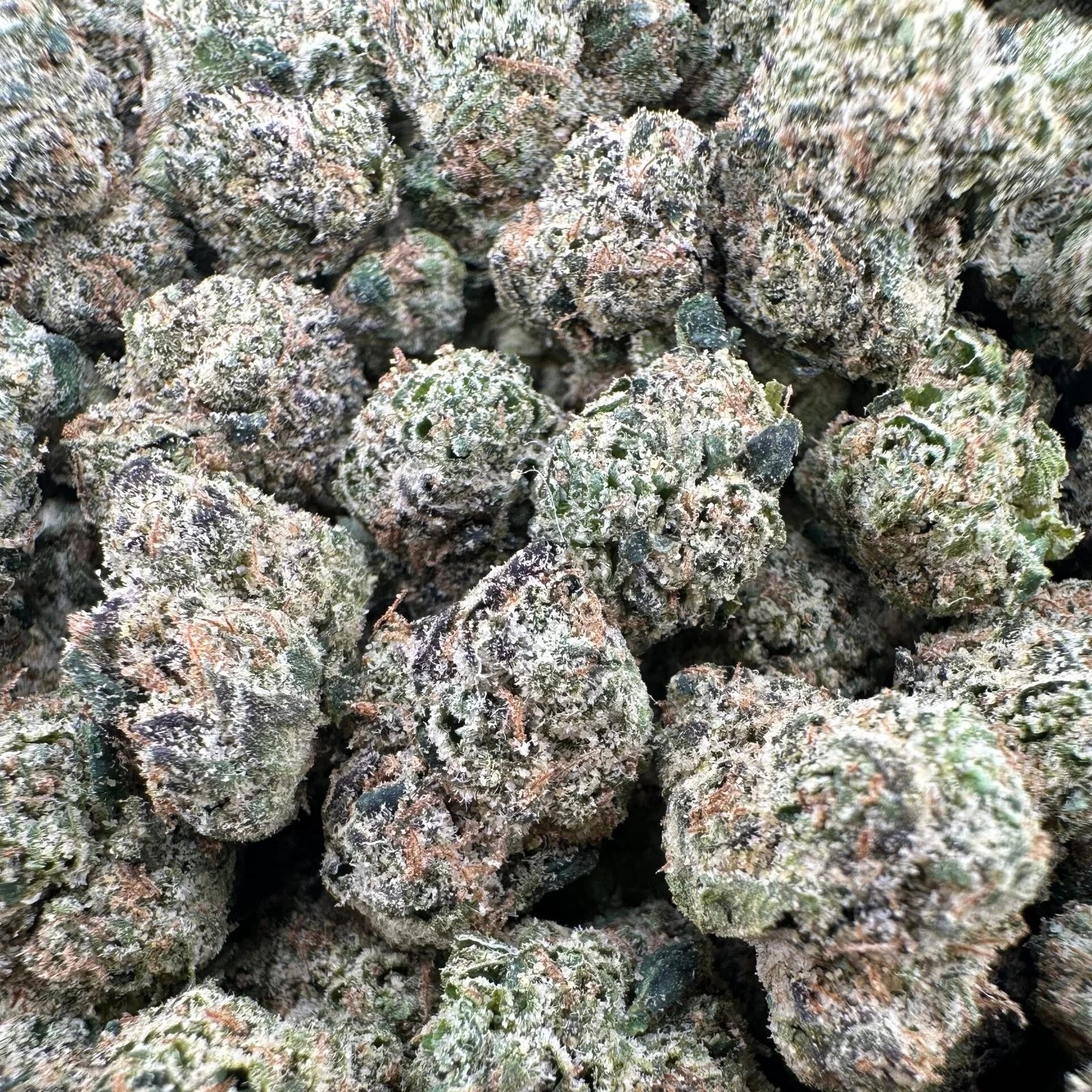 RAINBOW BELTZ SMALLS