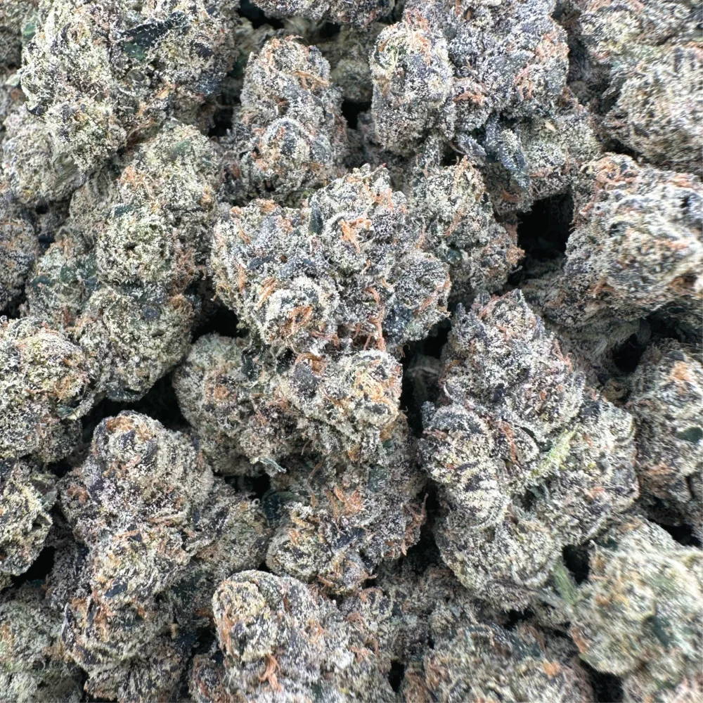 White Cherry Gelato Hybrid Indoor Smalls